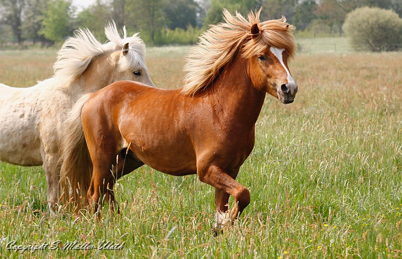 Bjolan 20110521 a.jpg